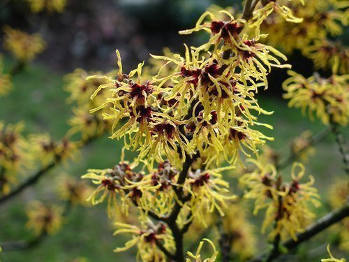 gamamelis_v_kosmetologii_primenenie_rasteniya-1