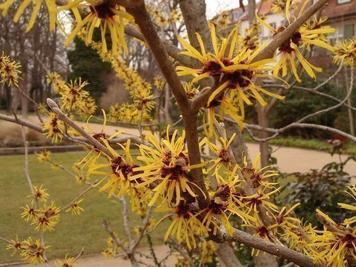 gamamelis_v_kosmetologii_primenenie_rasteniya-2