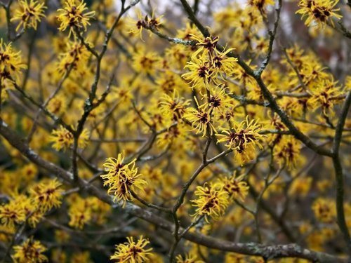 gamamelis_v_kosmetologii_primenenie_rasteniya-4